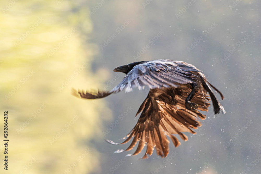 Obraz premium crow unusual opening wings flying against the backdrop of an autumn forest