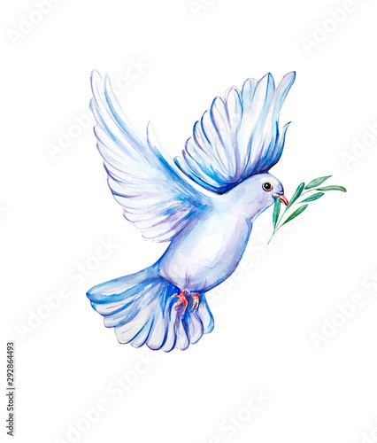 Peace bird, dove, art, water color drawing © NATALIIA TOSUN