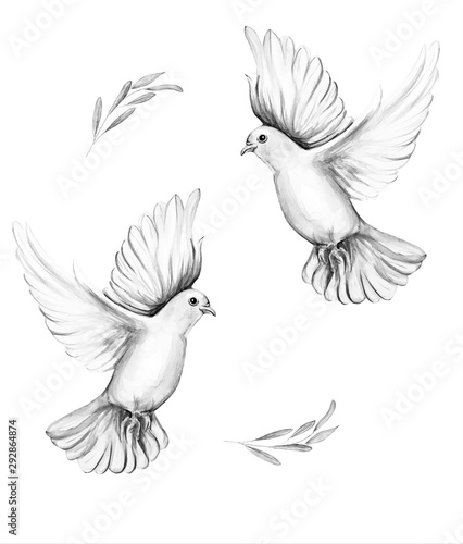 Fototapeta Naklejka Na Ścianę i Meble -  Peace bird, dove, art, water color drawing