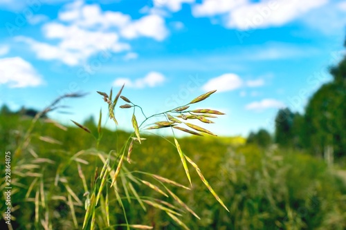 Smooth Brome Grass (Bromus Inermis) on a Colorful Meadow, Blue Sky, White Clouds, Trees, in Highland Area on a Summer Day. Bromegrass is a Roadside or Field Plant Resistant to Droughts.