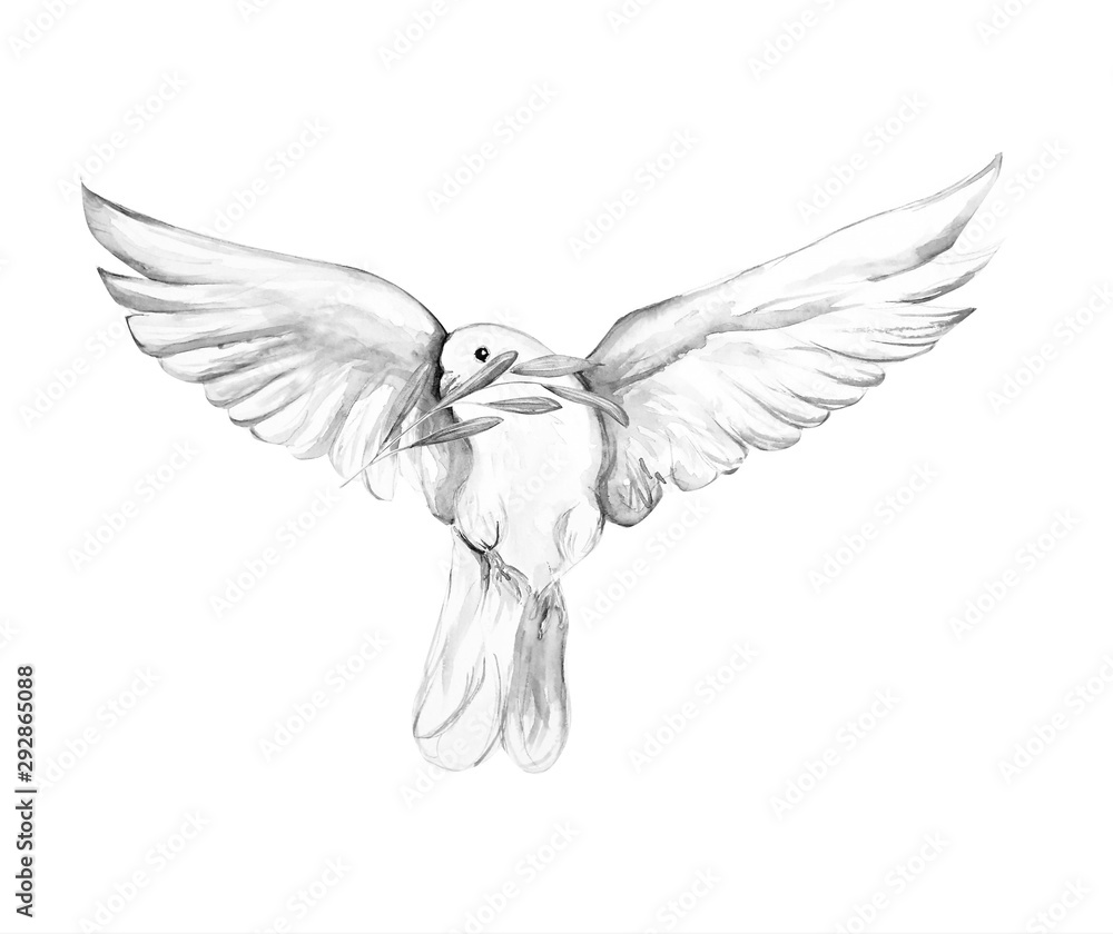 Obraz premium Peace bird, dove, art, water color drawing