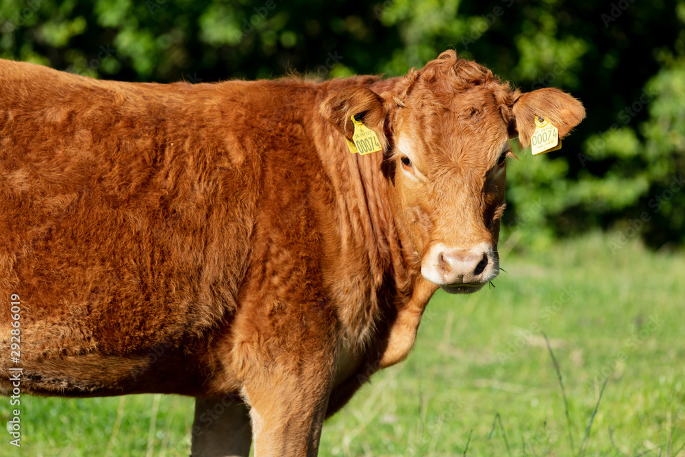 Fototapeta premium Cattle walking free