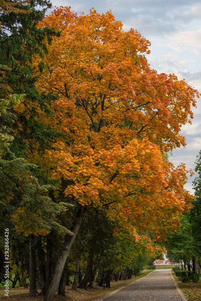 Naklejka premium Beautiful big tree with yellow autumn leaves in the city Park against the sky.