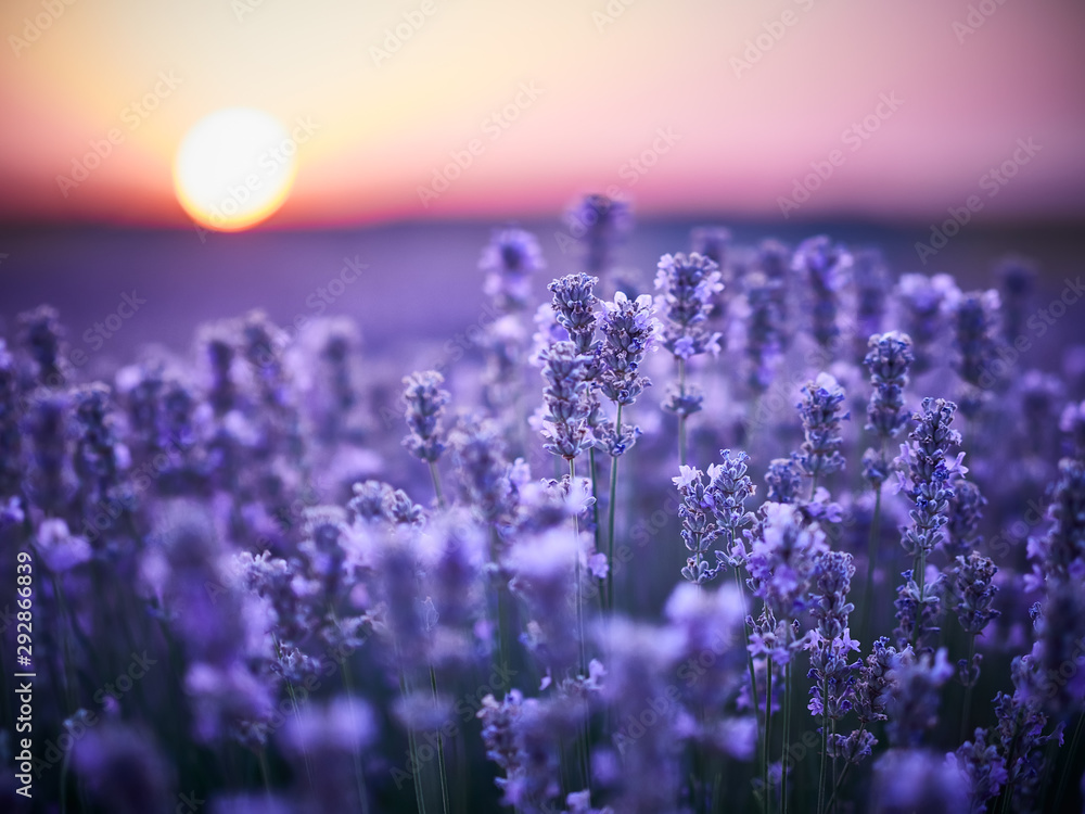 Fototapeta Lavender Field at sunset in Bulgaria