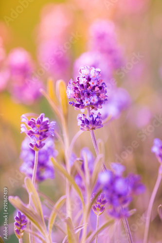 Lavender Flowers  floral background  close-up.