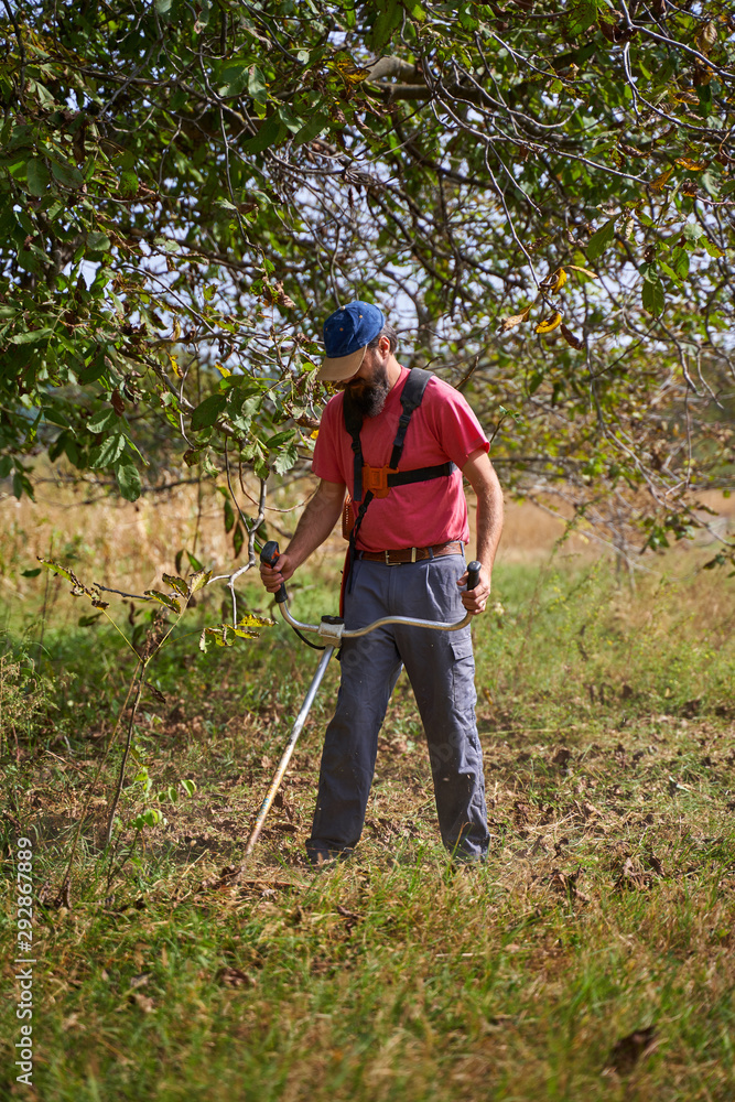 Farmer mowing in an walnut orchard Farmer mowing in an walnut orchard