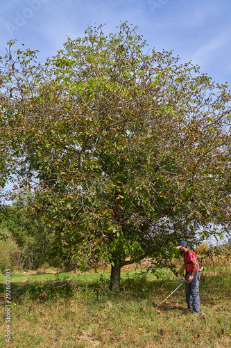 Farmer mowing in an walnut orchard