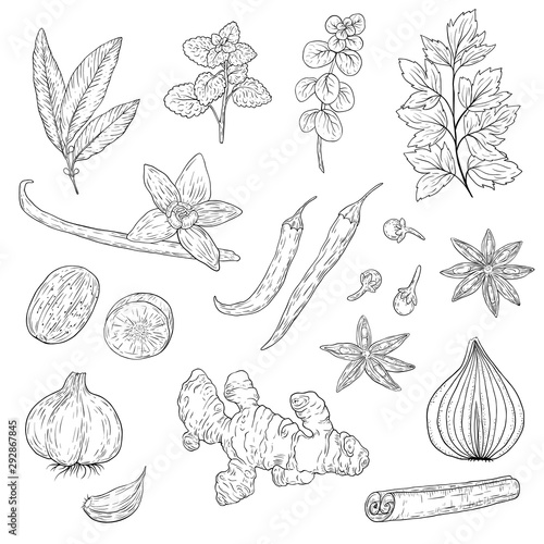 Collection of hand drawn spices and herbs