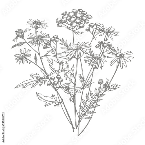 Bouquet of hand drawn flowers and herbs. Botanical plant illustration. Vintage medicinal herbs sketch set of ink hand drawn medical herbs and plants sketch