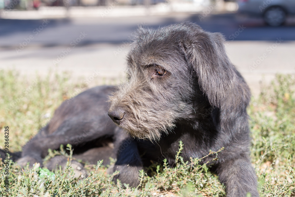 poor, black dog licks on the street in dol highway poor, black dog licks on the street in dol highway