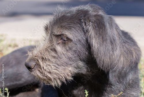 poor, black dog licks on the street in dol highway photo