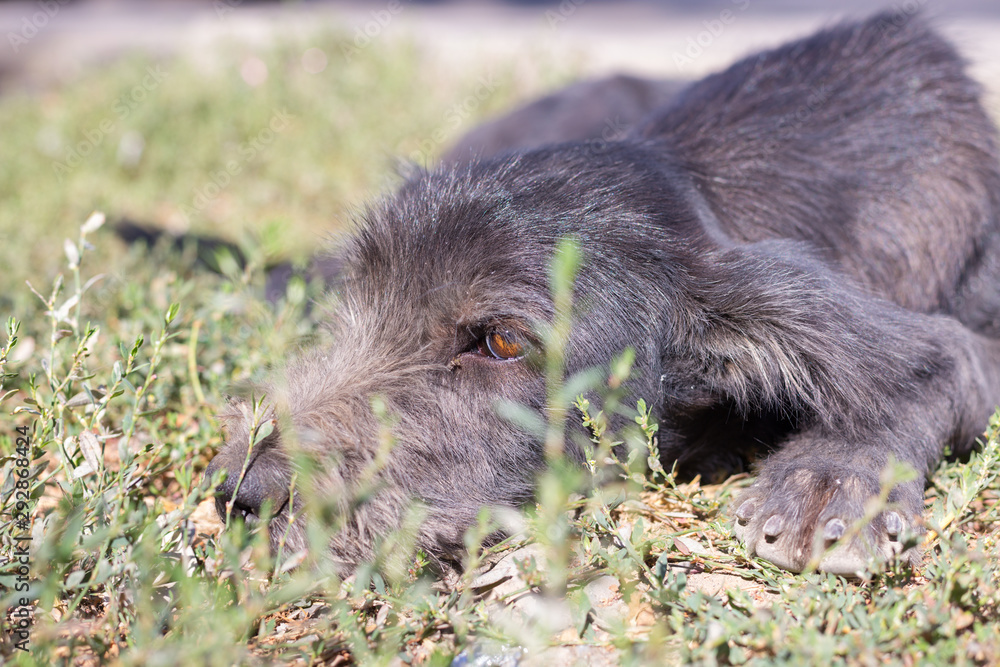 poor, black dog licks on the street in dol highway poor, black dog licks on the street in dol highway