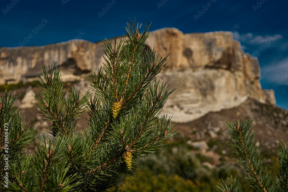 Fir cones on a branch by the mountain Fir cones on a branch by the mountain