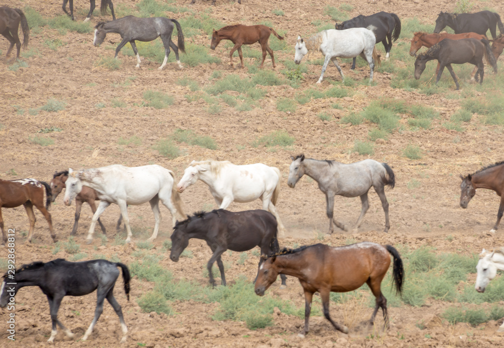 herds of horses in the meadow herds of horses in the meadow