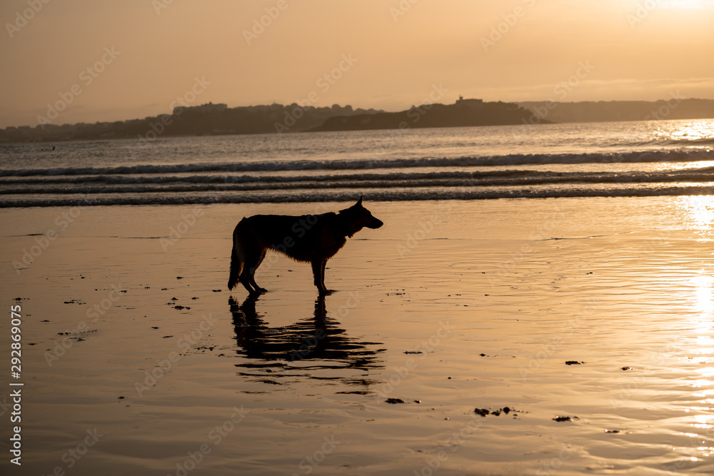 German shepherd dog running free off the leash on a friendly-dog beach at sunset. German shepherd dog running free off the leash on a friendly-dog beach at sunset.