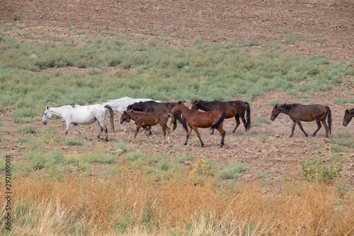 Wallpaper Mural herds of horses in the meadow Torontodigital.ca