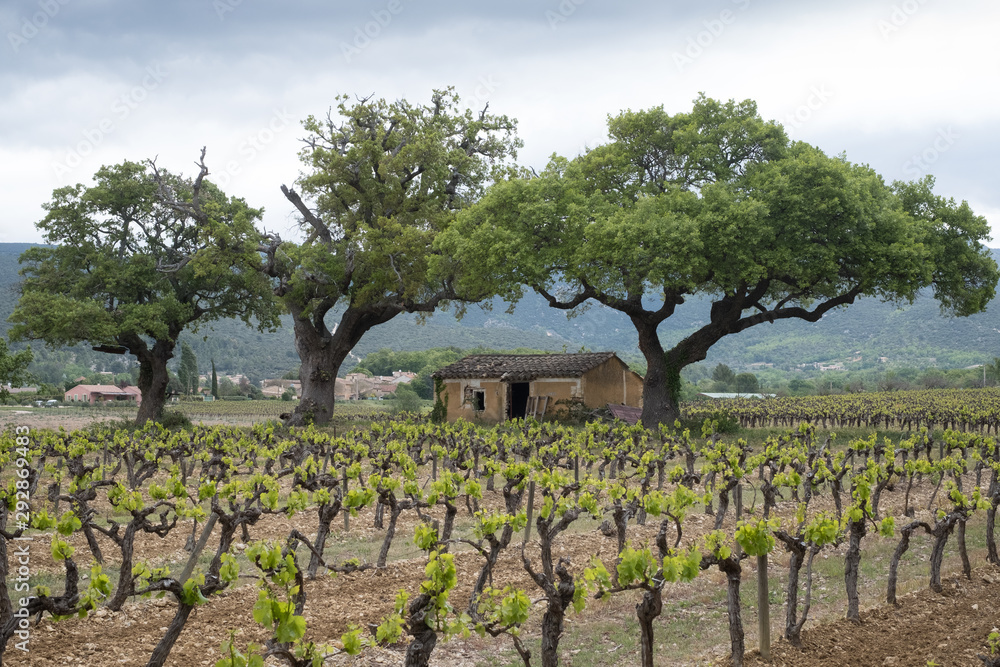 Weinberg im Luberon, in der Provence, Frankreich