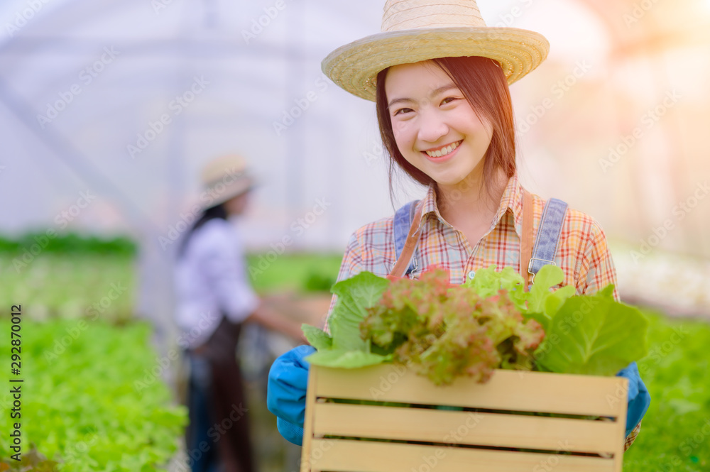 Young woman in takes care of Fresh vegetable Organic in wood style basket prepare serving harvest by a cute pretty girl in hydroponic farm, greenhouse.