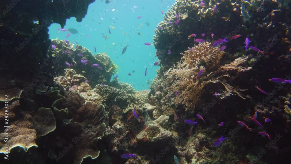 Beautiful underwater world with coral reef and tropical fishes. Camiguin, Philippines. Travel vacation concept Beautiful underwater world with coral reef and tropical fishes. Camiguin, Philippines. Travel vacation concept