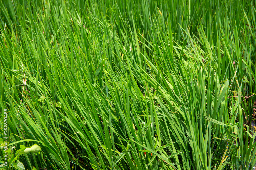 Green grass field closeup. Optimistic natural landscape photo. Summertime garden lawn detail. Green grassland texture Green grass field closeup. Optimistic natural landscape photo. Summertime garden lawn detail. Green grassland texture
