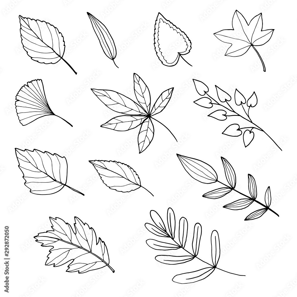 Fototapeta premium vector set of hand drawn autumn leaves