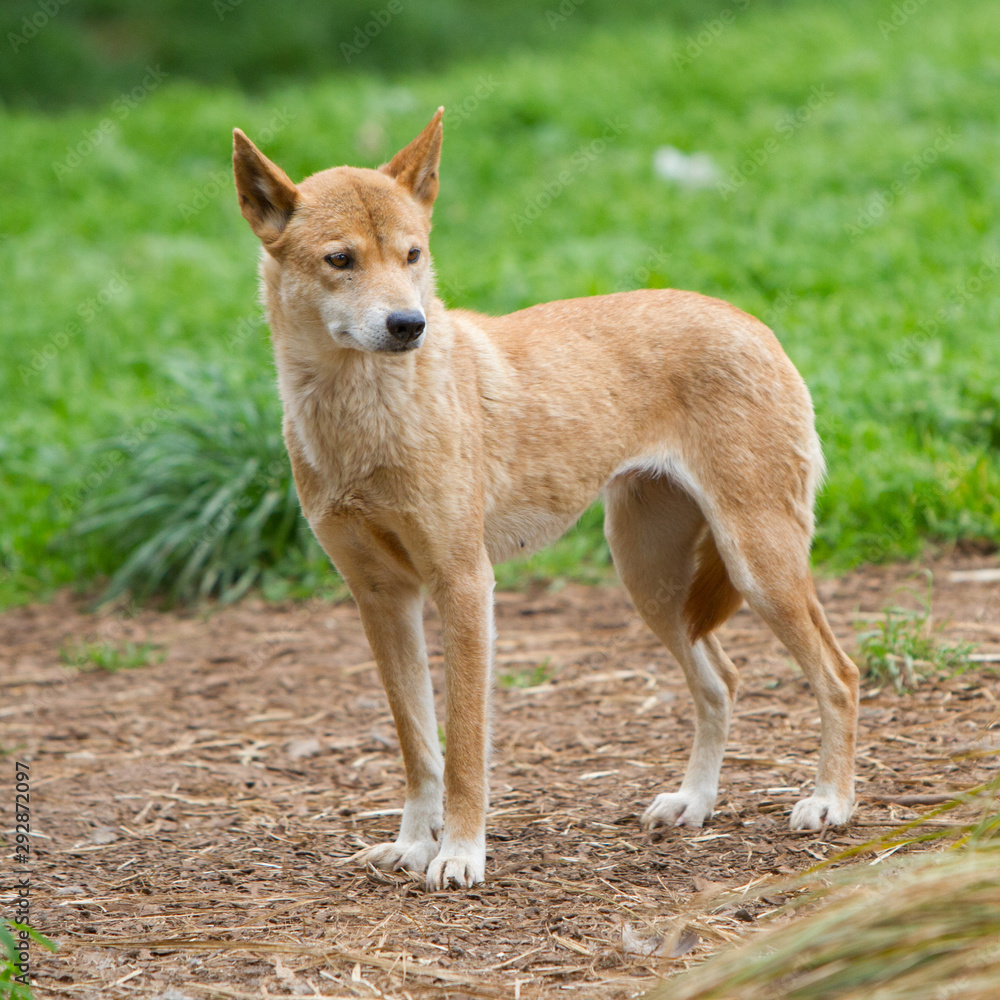 Dingo Dingo