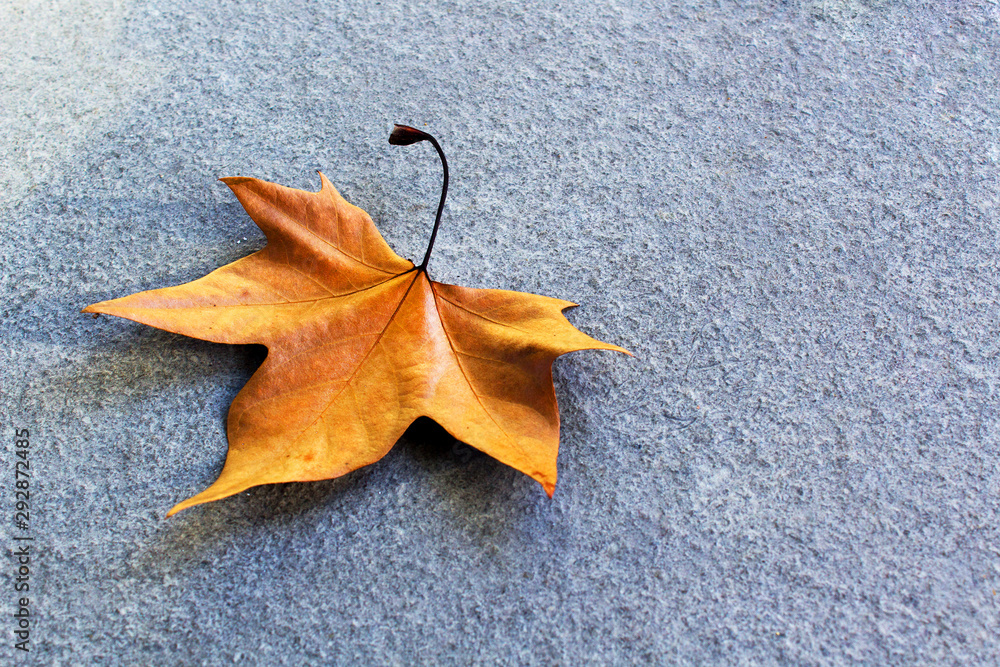 gold autumn maple leaf on grey asphalt city street road gold autumn maple leaf on grey asphalt city street road