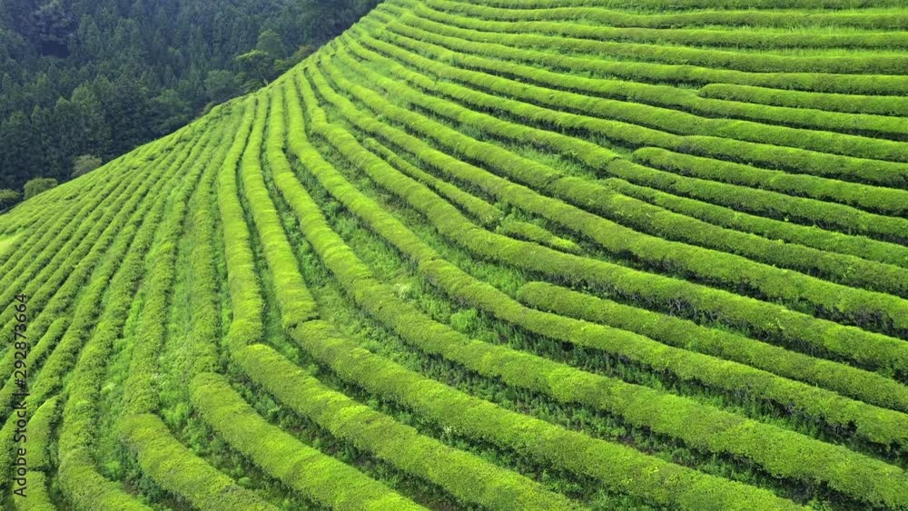 Boseong, South Korea 18 July 2019 Daehandawon. After rain 4K Aerial Drone Footage View of Daehandawon where is famous green tea plantation and bamboo forest.. Boseong, South Korea 18 July 2019 Daehandawon. After rain 4K Aerial Drone Footage View of Daehandawon where is famous green tea plantation and bamboo forest..