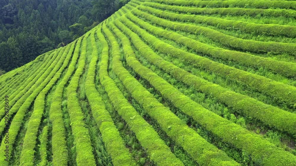 Boseong, South Korea 18 July 2019 Daehandawon. After rain 4K Aerial Drone Footage View of Daehandawon where is famous green tea plantation and bamboo forest.. Boseong, South Korea 18 July 2019 Daehandawon. After rain 4K Aerial Drone Footage View of Daehandawon where is famous green tea plantation and bamboo forest..