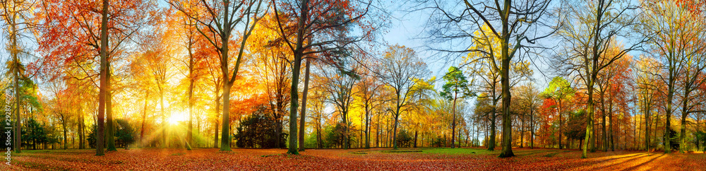 Colorful autumn scenery in a park - obrazy, fototapety, plakaty 