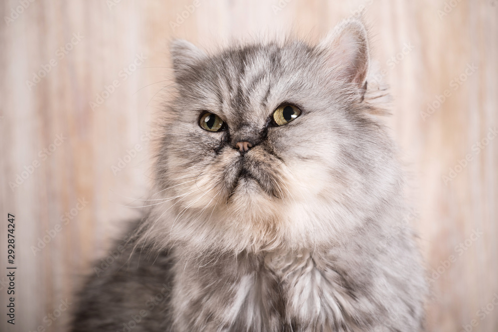 Cute persian grey kitten
