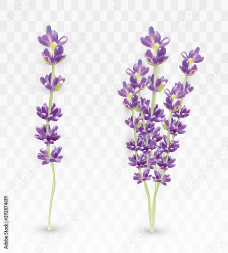 3D realistic lavender isolated on transparent background. Beautiful violet flowers. Fragrant bunch lavender. Fresh cut flower. Vector illustration