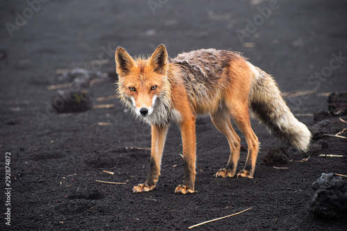 Wild fox looking into camera © filin174