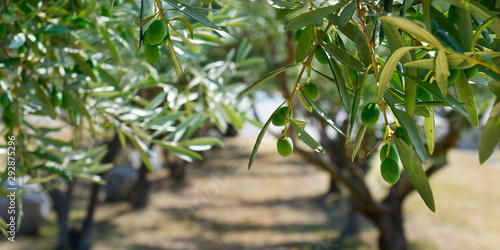 Fényképezés green olives growing in olive tree ,in mediterranean plantation