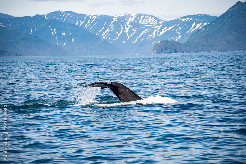 Obraz premium View of killer whale above water near Kamchatka Peninsula, Russia.