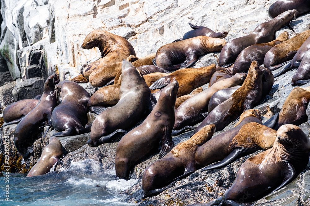 Fototapeta premium San Diego, California - USA. Close up of a Californian sea lion (Zalophus californianus) posing on a rock in the reefs of La Jolla beach