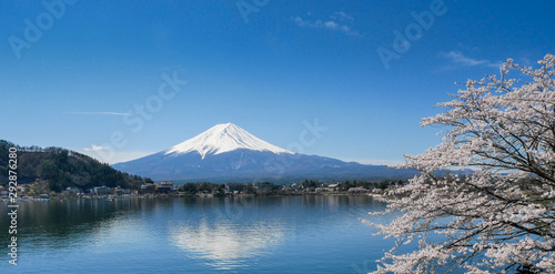 Natural landscape view of the Kawaguchi Lake with mount Fuji-the most beautiful vocano- and sakura tree  pulm cherry blossom tree  in full bloom spring time in Japan