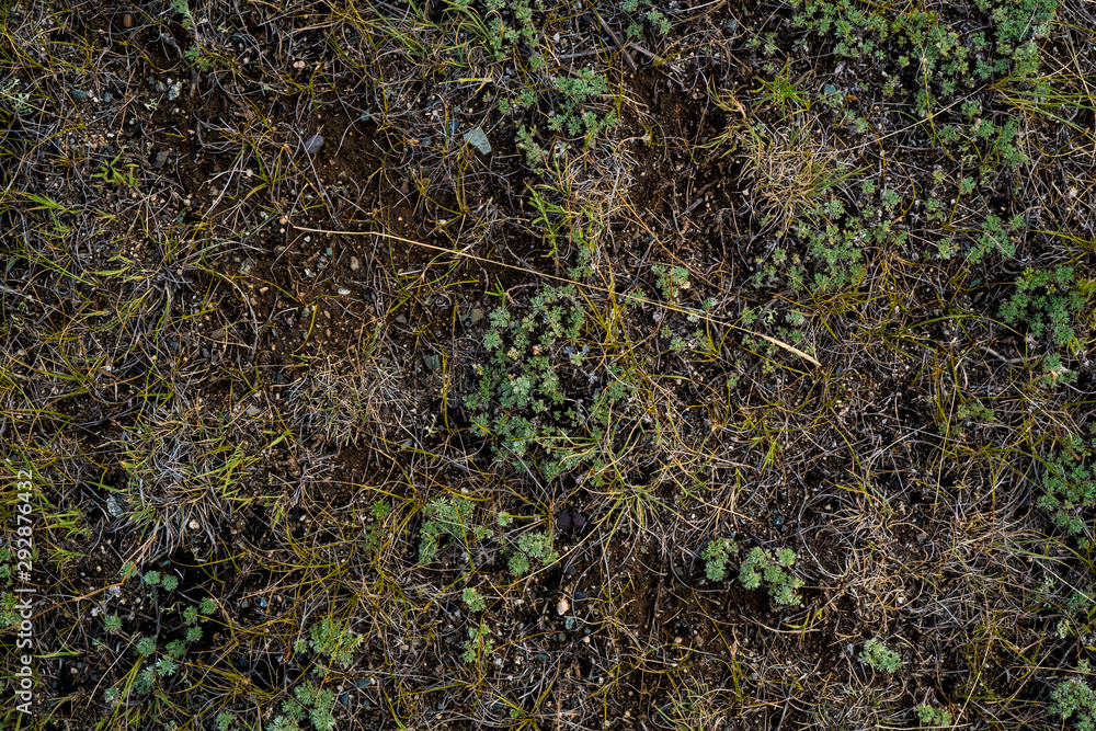 Texture of withered grass. Lifeless background image. Siberian soil. Macro photo Texture of withered grass. Lifeless background image. Siberian soil. Macro photo