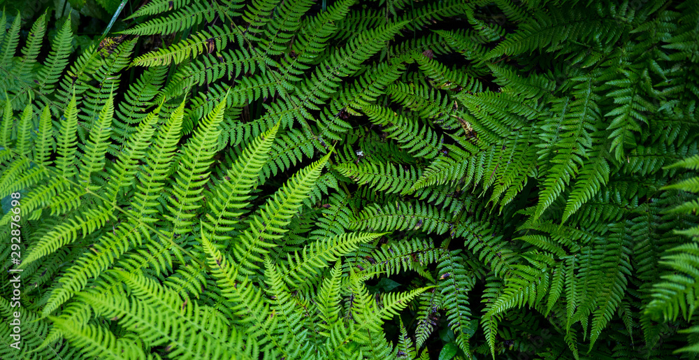 Background image of green grass. The texture of fresh fern