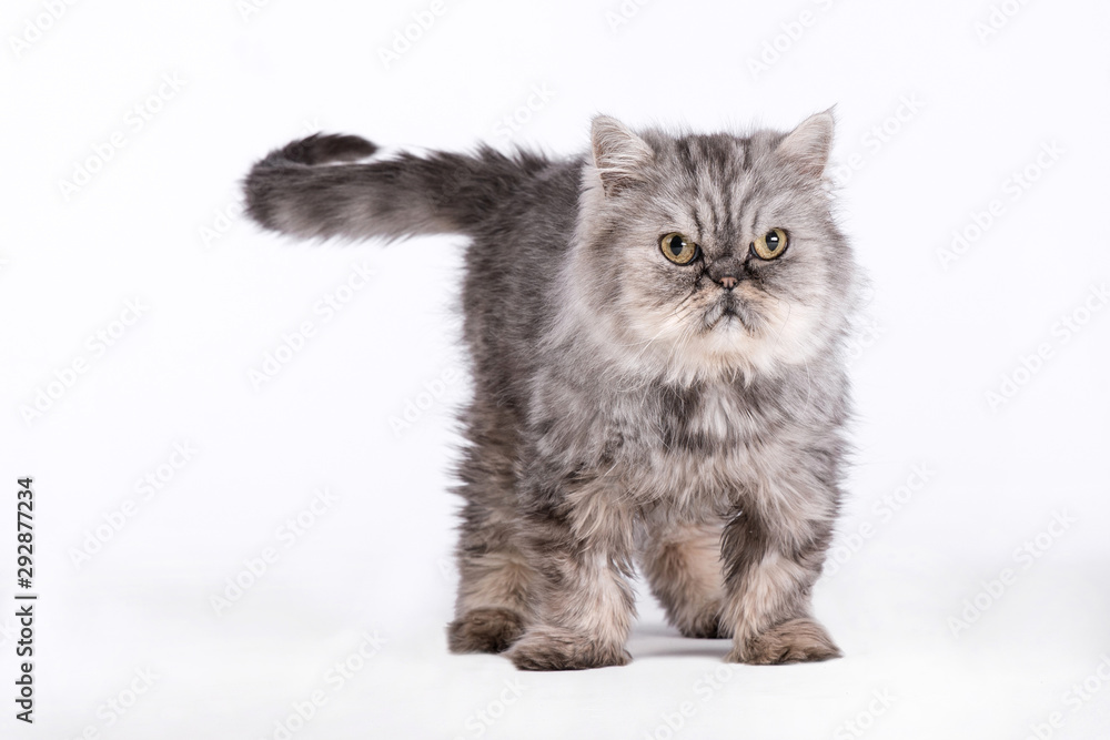 Persian Cats, Persian gray-brown cat