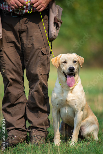 Yellow labrador retriever is sitting beside owner