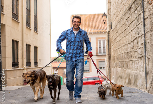 Canvas Print Smiling professional dog walker with dogs on leash on a walk in the city