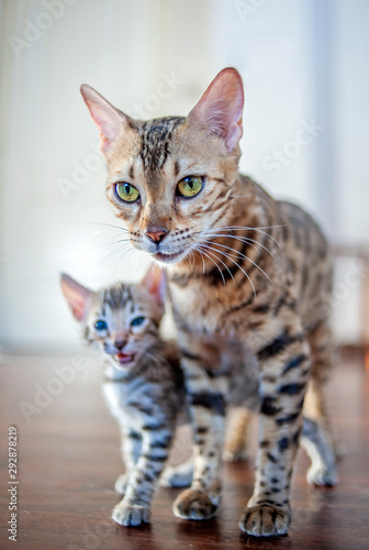 Bengal cat and kittenm indoor shot