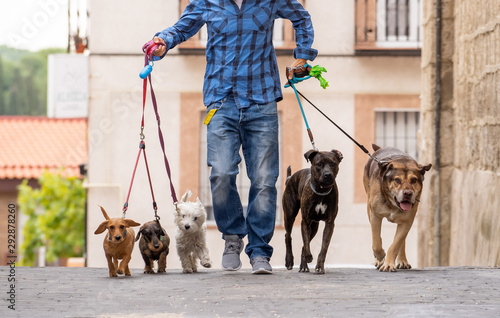 Wall Mural Smiling professional dog walker with dogs on leash on a walk in the city