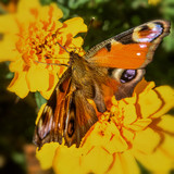 beautiful butterfly close-up, sitting on a flower, illuminated by the sun