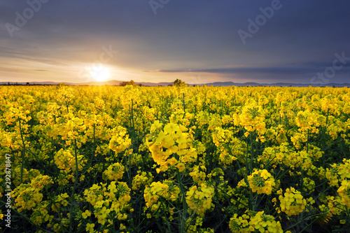 Field of rapeseed flowers with the setting sun landscape