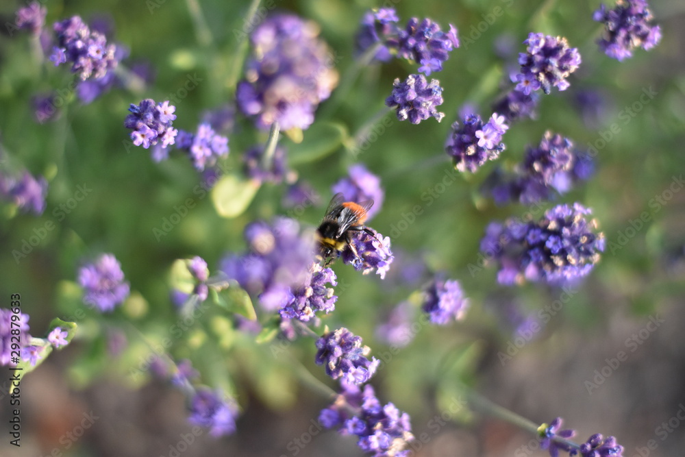Obraz premium Lavendel (Lavandula angustifolia) mit Insekt