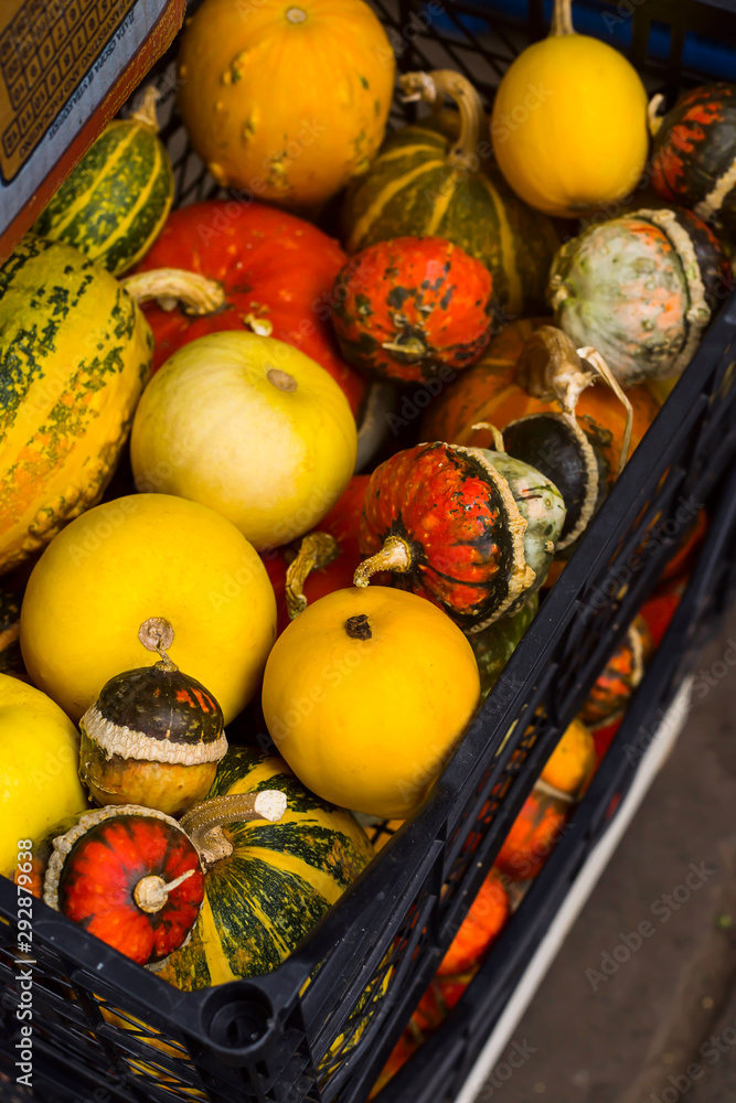 Decorative pumpkins for sale on the market. Autumn Harvest Concept