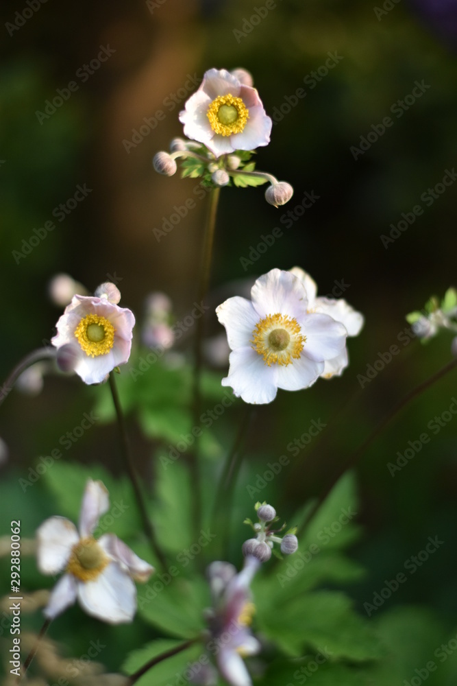 Blühende Herbst-Anemone (Anemone hupehensis) Blühende Herbst-Anemone (Anemone hupehensis)