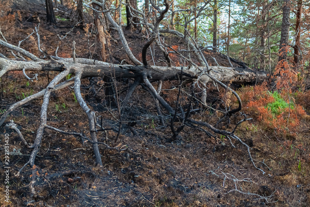 Conflagration.- burned forest. Nature landscape- national park Conflagration.- burned forest. Nature landscape- national park